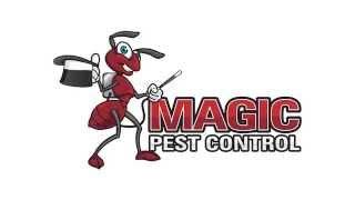 Bee Control | Magic Pest Control