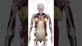 Dissection in 3D: Pregnancy