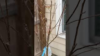 Anna Apple Tree #gardening #garden  #appletrees #fruittrees #fruittree #backyardhomestead