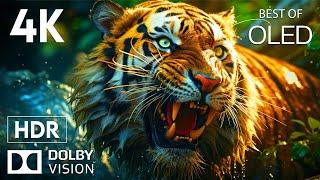 AMAZING WORLD with AMAZING COLORS [4K HDR] |  Cinematic Sound (Animal Colorful Life)