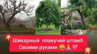 Как сделать красивый плакучий штамб из любого дерева!!! Только секатором 