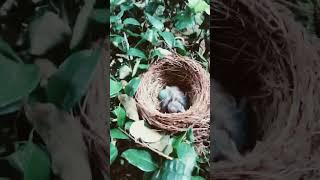 Watch the Babies grow #birds #Babies #awww