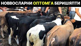 Поп, Ґурумсарой Мол Бозори. Ґунажинлар ва Новвослар Нархлари.  26-yanvar