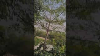 super plus super#comedy #video #shortvideo