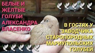 Жёлтые и белые голуби Александра Власенко. Интересный рассказ заводчика  мариупольских голубей.