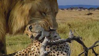 Angry Lion kills Cheetah in split seconds, Wild Animals Attack