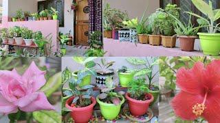 Overview of beautiful plants || Plants collections || Lipsha world