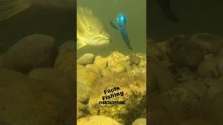Berkley Pit Boss Smallmouth Bass! #shorts
