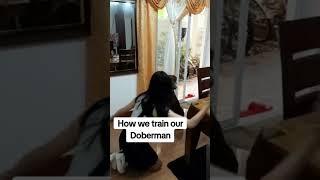 Training your dog with love transform their behavior and strengthens your bond. #petlove #dogberman