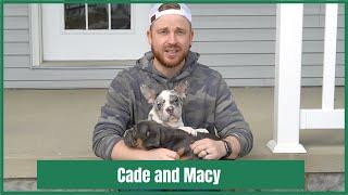 Wow!!! Cade and Macy the available Mini Old English Bulldog Puppies!