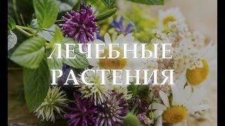 Лечебные растения