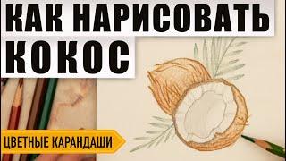 Как нарисовать кокос поэтапно карандашами | Обучающий видео урок по рисованию для начинающих.