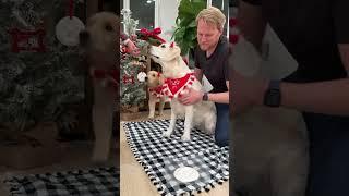 Our Baby and Dogs Make Christmas Ornaments!