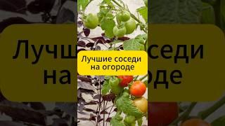 Лучшие соседи на огороде!!! #дача #огород #сад #томаты #огурцы #советы #морковь #болезни