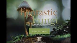 Fantastic Fungi Trailer, a film by Louie Schwartzberg