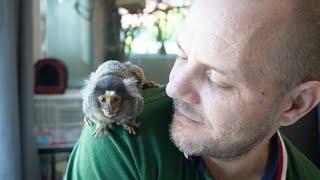 My PET Finger MONKEY "Daisey" #petmonkey #fingermonkey #marmoset