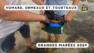 On pêche des gros crabes pendant les grandes marées ! Pêche à pied Bretagne nord