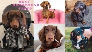 Best Dachshund Video Sausage Lovers Miniature Sausage Dogs Videos Naughty Dachshund Video Weiner Dog