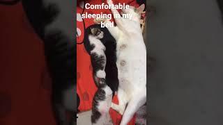 WOKE UP WITH 3 KITTENS IN MY BED #feelcomfortable