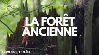 La forêt ancienne - La bataille pour la forêt