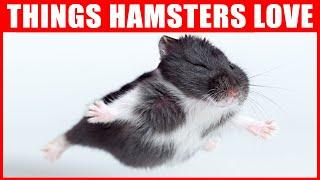 14 Things Hamsters Love the Most