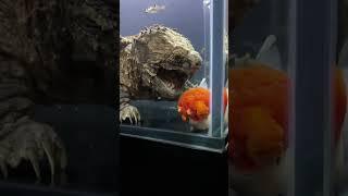 Feeding the turtle with goldfish? I always feel a bit sad about it. #koi #goldfish #fish
