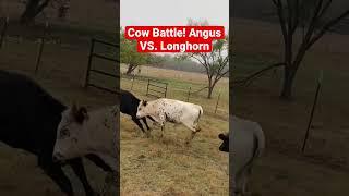 Cow Battle! Angus VS. Longhorn #shorts #farm #animals #animalshorts