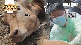 송아지를 막 출산한 어미소 자궁 안에서 뭔가를 발견한 수의사..ㅣInside The Belly Of A Cow Just Given Birth..!