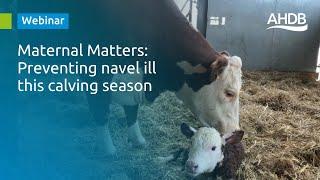 Webinar: Preventing navel ill this calving season