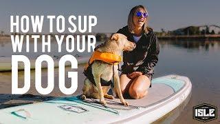 How to SUP with Your Dog