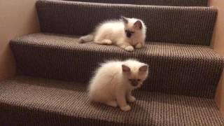 Ragdoll kittens - Котята рэгдолл играют - снова встретились - Снежинка и Лео