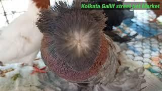 Recent price of Fancy Pigeon in Kolkata Gallif street Pet Market