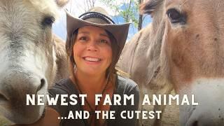 Part 1, will our newest farm animal be accepted?