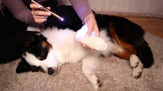 ASMR Vet Visit | Fur Examination, Massage, Gentle Petting (Soft Spoken)