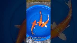 Japanese Koi Fish