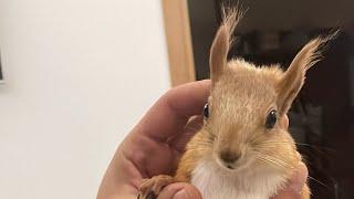 Белка Чип нашелся #funny #squirrel #youtubeshorts #funnyvideo #shortvideo #youtube