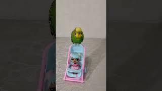 Budgie Luchik with a L.O.L. doll in a stroller