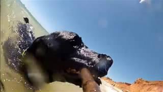 Portuguese Water Dog swimming [PWD Scuba]