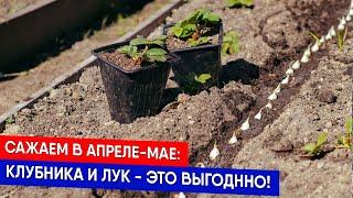 Сажаем в апреле-мае: клубника и лук - это выгоднно!