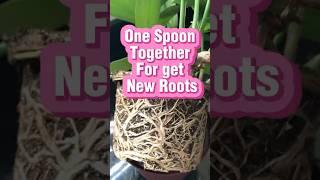 1 Spoon Trick!  Baking Soda Mix to Grow New Roots FAST | Plant Rooting Hack