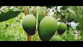 #OrganicFruits #Mokokchung #Nagaland #Gardening #NorthEastIndia #SereneAndCalm