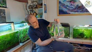 New fish in my aquarium studio.