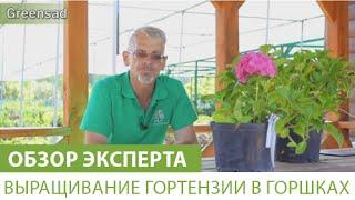 Выращивание гортензии в горшках