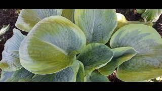 #hosta #хоста / Хоста(лат. hosta) Фрэнсис Вильямс. Классическая хоста на клумбе