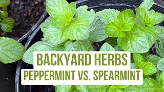 Backyard Herbs - Difference Between Peppermint and Spearmint