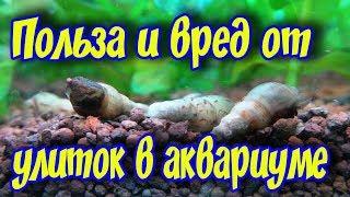 УЛИТКИ В АКВАРИУМЕ,  хорошо это  или плохо! Преимущества и недостатки содержания улиток в аквариуме!