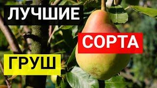 Топ 7 лучших сортов груш. Лучшие сорта груши