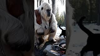 Yeti Tells the COLDEST Dad Jokes Ever  | Try Not to Laugh Don't Tell Bigfoot #shorts