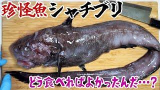 珍怪魚シャチブリ！どう食べればよかったんだ…？