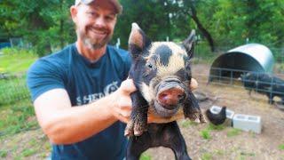 The Ultimate Guide to Raising Pigs on a Homestead